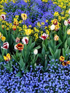 Preview wallpaper tulips, flowers, different, small, flowerbed, pattern