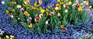 Preview wallpaper tulips, flowers, different, small, flowerbed, pattern
