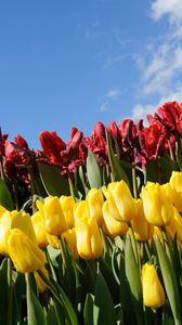 Preview wallpaper tulips, flowers, different, flowerbed, sky