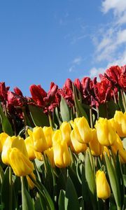 Preview wallpaper tulips, flowers, different, flowerbed, sky