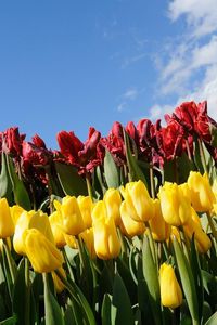 Preview wallpaper tulips, flowers, different, flowerbed, sky