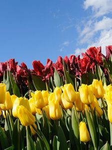 Preview wallpaper tulips, flowers, different, flowerbed, sky