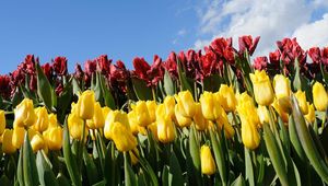 Preview wallpaper tulips, flowers, different, flowerbed, sky