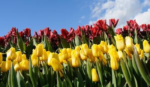 Preview wallpaper tulips, flowers, different, flowerbed, sky