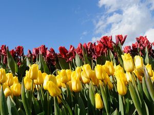 Preview wallpaper tulips, flowers, different, flowerbed, sky