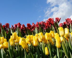 Preview wallpaper tulips, flowers, different, flowerbed, sky