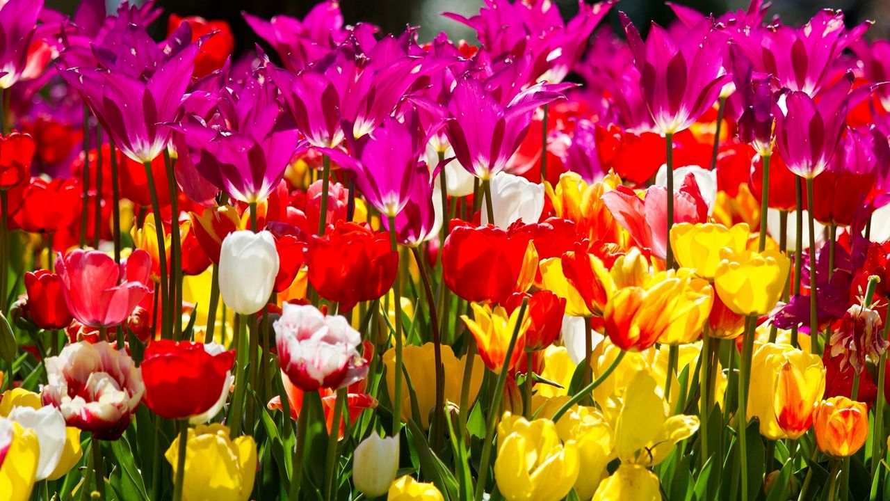Wallpaper tulips, flowers, different, flowerbed, sunny