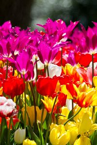 Preview wallpaper tulips, flowers, different, flowerbed, sunny