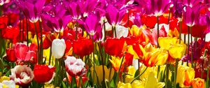 Preview wallpaper tulips, flowers, different, flowerbed, sunny
