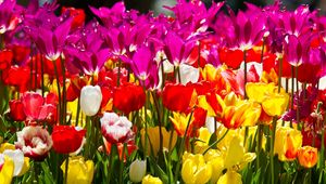 Preview wallpaper tulips, flowers, different, flowerbed, sunny