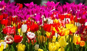 Preview wallpaper tulips, flowers, different, flowerbed, sunny