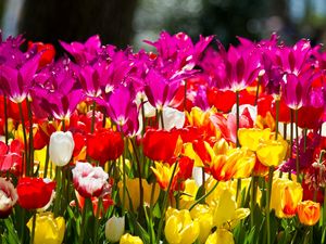 Preview wallpaper tulips, flowers, different, flowerbed, sunny