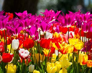 Preview wallpaper tulips, flowers, different, flowerbed, sunny