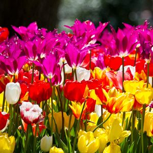 Preview wallpaper tulips, flowers, different, flowerbed, sunny