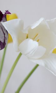 Preview wallpaper tulips, flowers, dissolute, different, stems