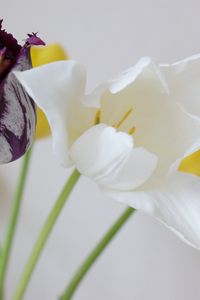 Preview wallpaper tulips, flowers, dissolute, different, stems