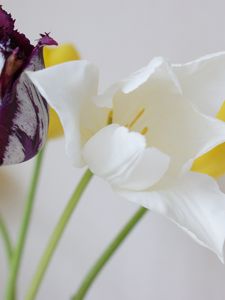 Preview wallpaper tulips, flowers, dissolute, different, stems