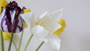 Preview wallpaper tulips, flowers, dissolute, different, stems