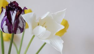 Preview wallpaper tulips, flowers, dissolute, different, stems