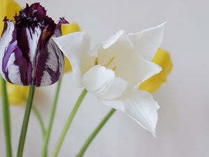 Preview wallpaper tulips, flowers, dissolute, different, stems