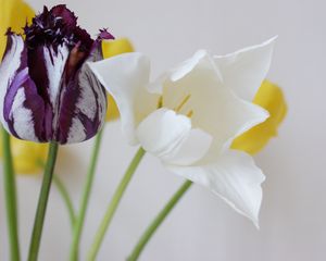 Preview wallpaper tulips, flowers, dissolute, different, stems