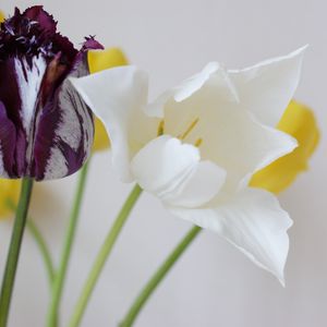 Preview wallpaper tulips, flowers, dissolute, different, stems