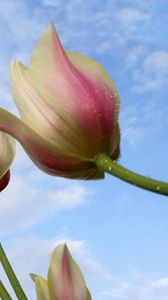 Preview wallpaper tulips, flowers, drops, sky, background