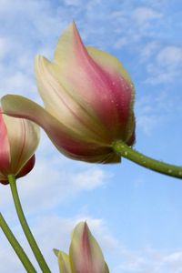 Preview wallpaper tulips, flowers, drops, sky, background