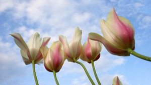 Preview wallpaper tulips, flowers, drops, sky, background