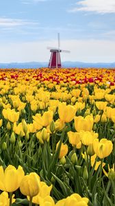 Preview wallpaper tulips, flowers, field, mill