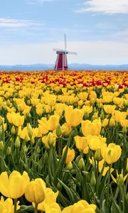 Preview wallpaper tulips, flowers, field, mill