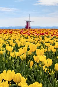 Preview wallpaper tulips, flowers, field, mill