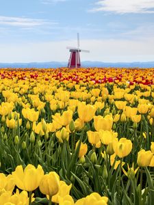 Preview wallpaper tulips, flowers, field, mill