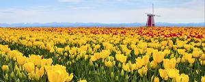 Preview wallpaper tulips, flowers, field, mill