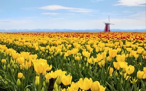 Preview wallpaper tulips, flowers, field, mill