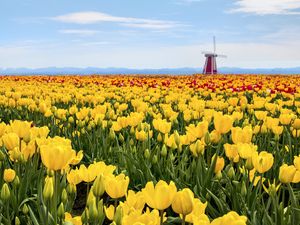 Preview wallpaper tulips, flowers, field, mill