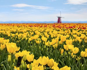 Preview wallpaper tulips, flowers, field, mill