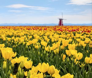 Preview wallpaper tulips, flowers, field, mill