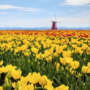 Preview wallpaper tulips, flowers, field, mill