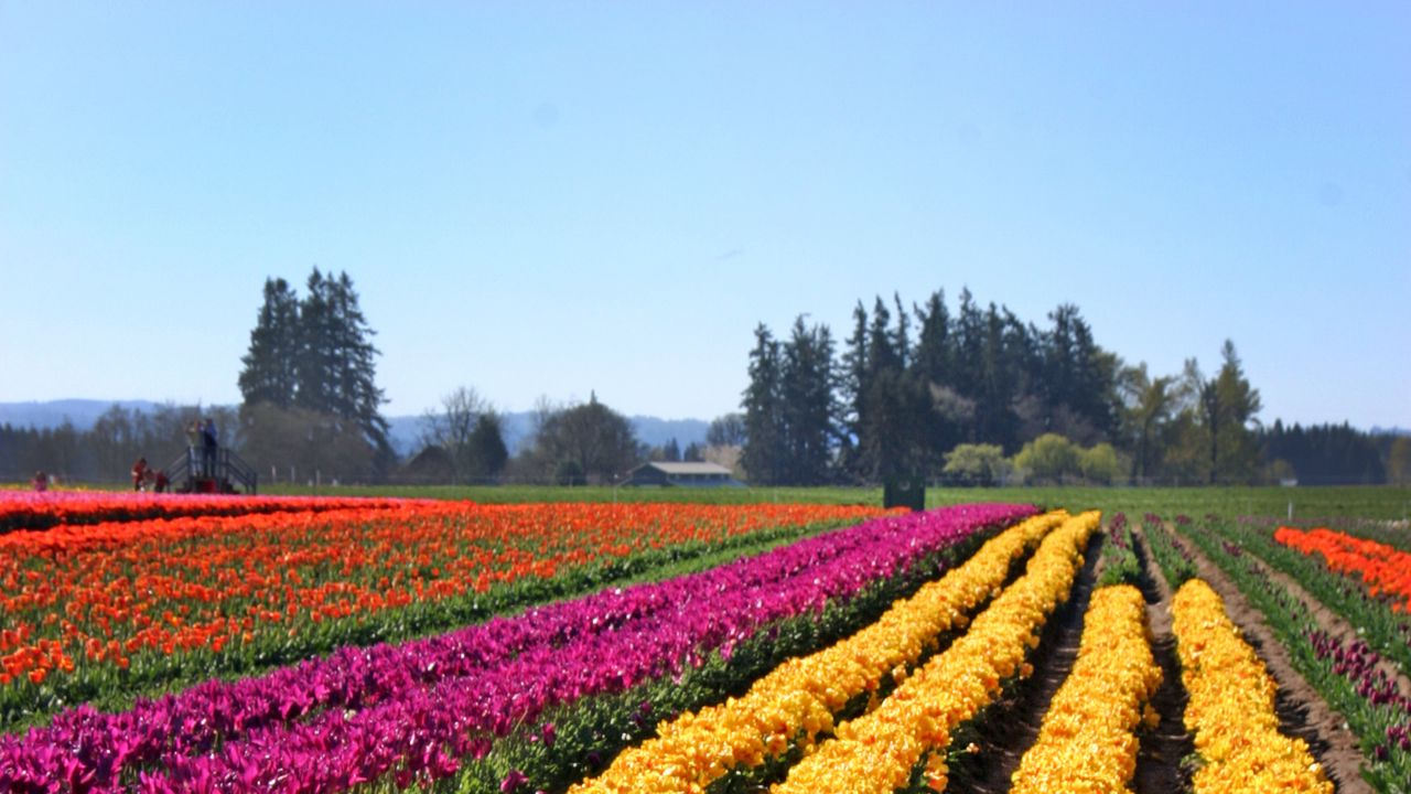 Wallpaper tulips, flowers, field, trees, sky