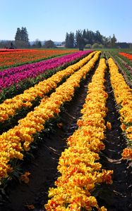 Preview wallpaper tulips, flowers, field, trees, sky