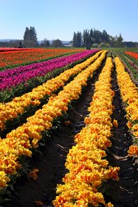 Preview wallpaper tulips, flowers, field, trees, sky