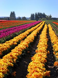 Preview wallpaper tulips, flowers, field, trees, sky