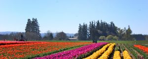 Preview wallpaper tulips, flowers, field, trees, sky