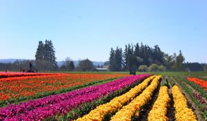 Preview wallpaper tulips, flowers, field, trees, sky