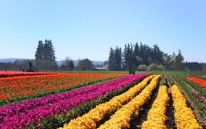 Preview wallpaper tulips, flowers, field, trees, sky