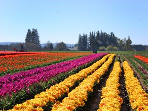 Preview wallpaper tulips, flowers, field, trees, sky