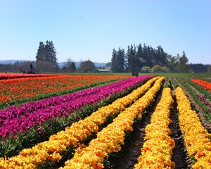 Preview wallpaper tulips, flowers, field, trees, sky