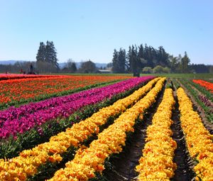 Preview wallpaper tulips, flowers, field, trees, sky