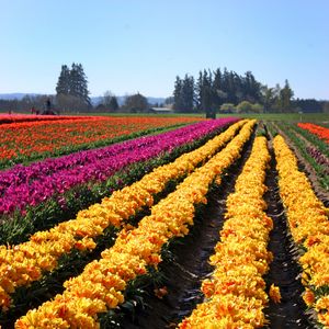 Preview wallpaper tulips, flowers, field, trees, sky